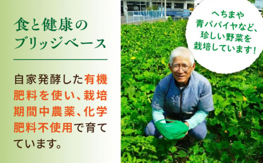 糸島産 青パパイヤ 約5kg 糸島市 / 食と健康のブリッジベース 野菜 タイ料理 [ANN001]