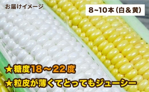 【 先行予約：2025年7月以降順次発送 】 糸島 トウモロコシ 『もきっこ』 白 黄 ミックス （ 8～10本 ） 糸島市 / 内田農業 [AZH003]