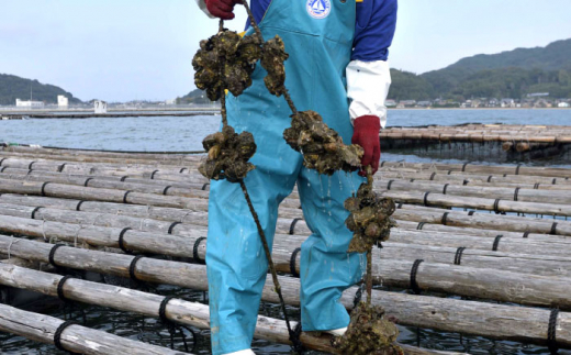 福岡県糸島産 殻付き牡蠣 生食可 10kg(125粒前後) 糸島市 / 日進丸 牡蛎 カキ [AWA012]