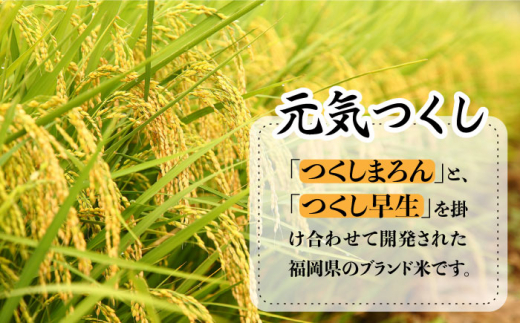 糸島のお米 元気つくし 10kg （ 5kg×2 ） 糸島市 / 伊都菜彩 [AED018]