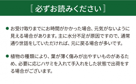 鮮やかなイエローグリーンが美しい『 フィロデンドロン ・ インペリアル ゴールド 』 糸島市  / cocoha 観葉植物 [AWB031]