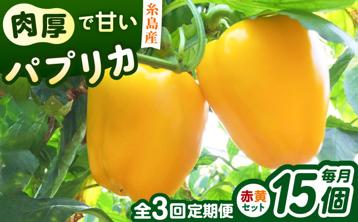 【全3回定期便】肉厚 パプリカ 15個 福岡県 糸島市 / シーブ 野菜 やさい [AHC070]