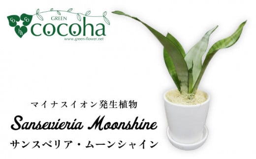 マイナスイオン発生植物『 サンスベリア ・ ムーンシャイン 』  糸島市  / cocoha [AWB024] 観葉植物 インテリア