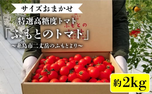 【先行予約】糸島二丈岳 【ふもとのトマト】サイズおまかせ 約2kg（専用箱入り）【2024年11月以降順次発送】 糸島市 / 株式会社さいかい [AFL002] トマト とまと