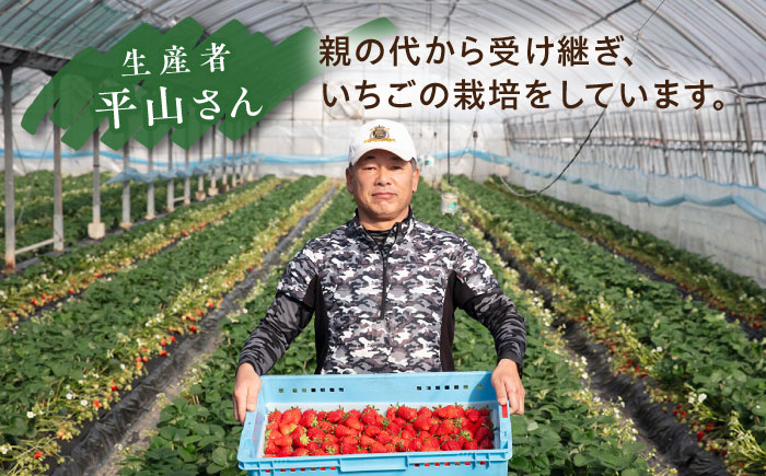 糸島産 あまおう 1箱（800-900g） 糸島市 / 平山農園 [AXN003] あまおう いちご 苺 フルーツ 果物 期間限定 季節限定 贈答用 化粧箱