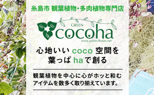 吊るして オシャレ 『 コウモリラン 苔玉 』 糸島市 / cocoha 観葉植物 室内 [AWB004]