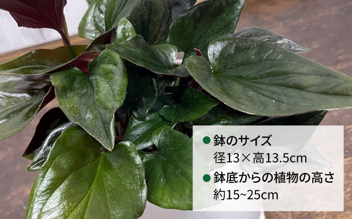濃緑と赤紫のコントラストが美しい　シンゴニウム・チョコレート 糸島市 / cocoha / 観葉植物 グリーン 緑 インテリア [AWB039] 観葉植物 緑 グリーン 暮らし インテリア 植物 鉢 おしゃれ 室内 ギフト