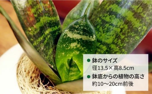 マイナスイオン発生植物『 サンセベリア ・ グリーンハニー 』  糸島市  / cocoha [AWB033] 観葉植物 インテリア グリーン 室内