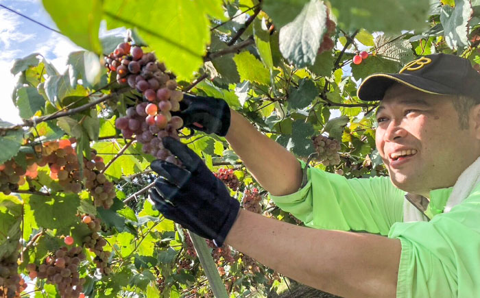 【糸島マスエワイナリ】STILL 甲州 1本 糸島市 / いとしのいとしま / ワイン お酒 [AEP004] 白ワイン 国産 ワイン 辛口 白 ぶどう 甲州 魚介 糸島 ワイナリー