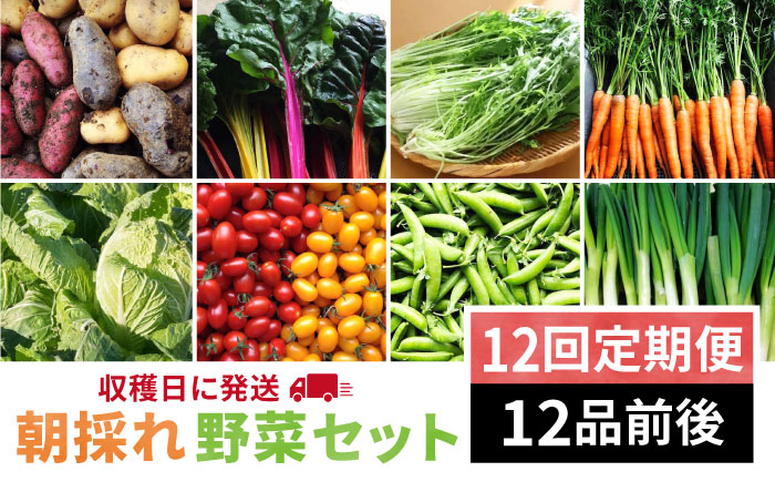 【全12回定期便】【 福岡県 糸島産 】 朝採れ 野菜 セット （ 12品 前後 ）《糸島》 【オーガニック ナガミツファーム】  [AGE026]