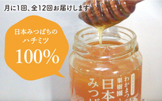 【全12回定期便】福岡県 糸島産 わかまつ 果樹園 の 日本 蜜蜂 の はちみつ 100％ PURE RAW 糸島市 / わかまつ農園 [AHB034]