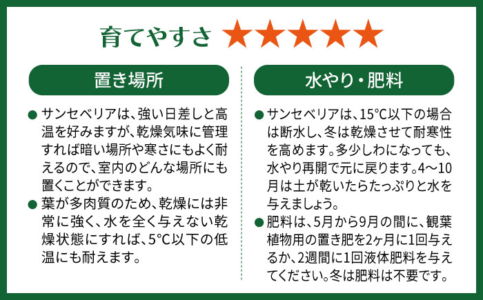 マイナスイオン発生 サンセベリア・ローレンチー大 スリムポットL 糸島市 / cocoha 観葉植物 グリーン 緑 インテリア [AWB040] 観葉植物 緑 グリーン 暮らし インテリア 植物 鉢 おしゃれ 室内 ギフト