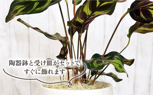 葉模様が独特で美しい『 カラテア ・ マコヤナ 』  糸島市  / cocoha [AWB023] 観葉植物 グリーン