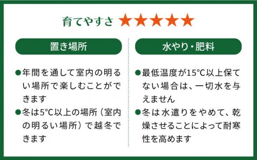 マイナスイオン発生植物『 サンセベリア ・ グリーンハニー 』  糸島市  / cocoha [AWB033] 観葉植物 インテリア グリーン 室内