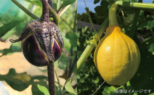 ☆キャンプにもおすすめ☆バーベキュー・グリル用朝獲れ野菜特選セット【福岡県糸島産】(たっぷり7〜8人分) 糸島市 / オーガニックナガミツファーム 野菜 詰め合わせ [AGE039]