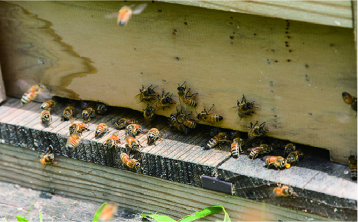 糸島 はちみつ 520g 糸島市 / ヴァンベールフーズ 百花 蜂蜜 [AFJ002] 蜂蜜 はちみつ ハチミツ 国産 非加熱 無添加 紅茶 日本蜜蜂