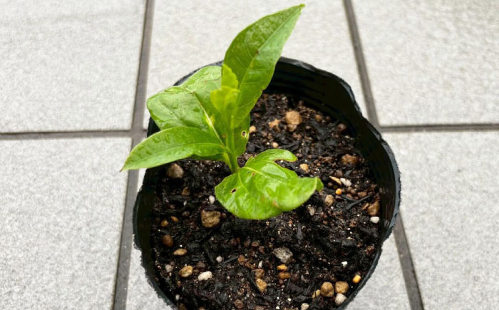 バオバブの苗 糸島市 / バオバブ・サンライズ 植物 苗 [AJR001]