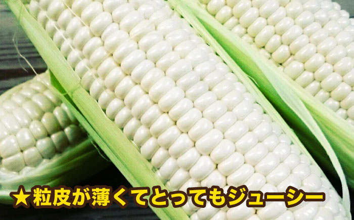 【先行予約】 糸島 トウモロコシ 『もきっこ』 白 （ 10本前後） 【2026年6月下旬以降順次発送】《糸島》 【内田農業】 [AZH002] とうもろこし 野菜 コーン スイートコーン BBQ バーベキュー