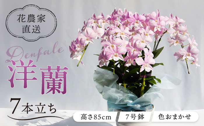 【 10セット 限定 】 デンファレ （ 洋蘭 ） 7本 立ち糸島市 / 和饗エコファーム株式会社 蘭 洋蘭 デンファレ 花 インテリア お祝い 贈り物 [AVI002]
