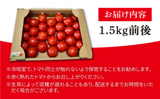 甘みたっぷり 岩塩トマト 約1.5kg 糸島市 / シーブ [AHC060]