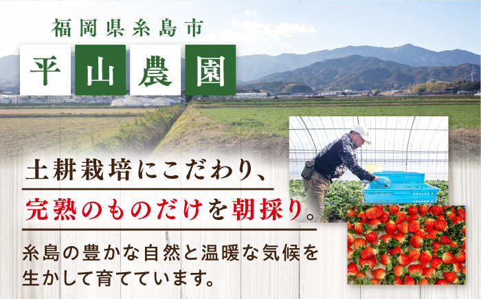 糸島産 あまおう 1箱（800-900g） 糸島市 / 平山農園 [AXN003] あまおう いちご 苺 フルーツ 果物 期間限定 季節限定 贈答用 化粧箱