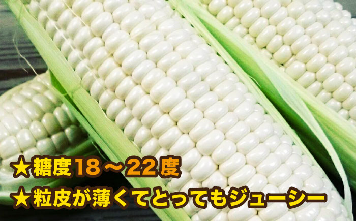 糸島産 トウモロコシ 「もきっこ」 白 (5本前後) 糸島市 / 内田農業 とうもろこし コーン [AZH005]