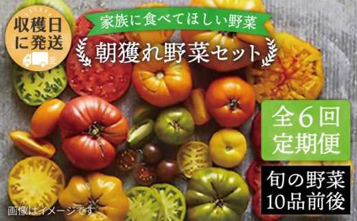 【 全6回 定期便 】 【 福岡県 糸島産 】 朝採れ 野菜 セット ( 10品 前後 )  《糸島》【オーガニックナガミツファーム】 [AGE009]