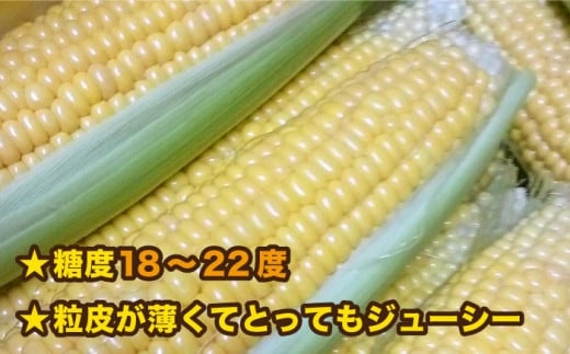 糸島 トウモロコシ 『もきっこ』 黄 （ 8～10本 ） 糸島市 / 内田農業 [AZH001]