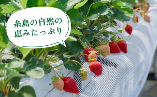 【先行予約】【全2回定期便】【2025年1月より順次発送】糸島産 あまおう ギフト 箱 毎月600g ( 24-30粒 )糸島市 / 南国フルーツ株式会社 [AIK028]