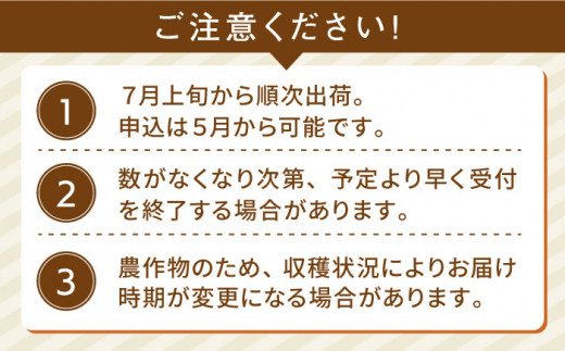 果物 みたいに 極甘 ！ 早朝 収穫 とうもろこし Lサイズ (300g)×20本 糸島市 / 有限会社ウラタ農園 [ALI002]