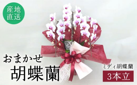 おまかせ 胡蝶蘭 ( ミディ 胡蝶蘭 3本立 ) 糸島市 / はざま園芸 [AND005] 花 生花 お祝い