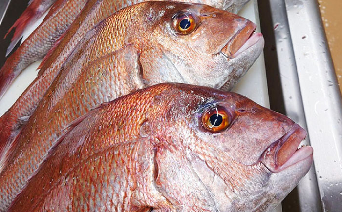 鯛のあら炊き 田舎炊き 1人前約200g×6食 糸島市 / 塚本鮮魚店 惣菜 煮魚 [ARO005]