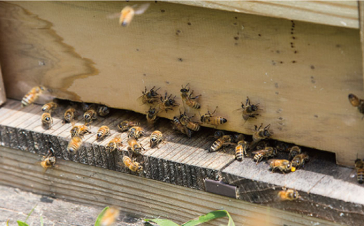 【全6回定期便】糸島 はちみつ 520g 糸島市 / ヴァンベールフーズ /百花 / 蜂蜜 [AFJ006] 蜂蜜 はちみつ ハチミツ 国産 非加熱 無添加 紅茶 日本蜜蜂