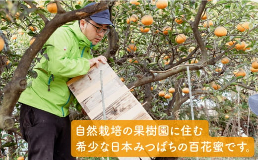 【全6回定期便】わかまつ 果樹園 の 日本 蜜蜂 の はちみつ 2コ セット 100％ PURE RAW 糸島市 / わかまつ農園 [AHB036]