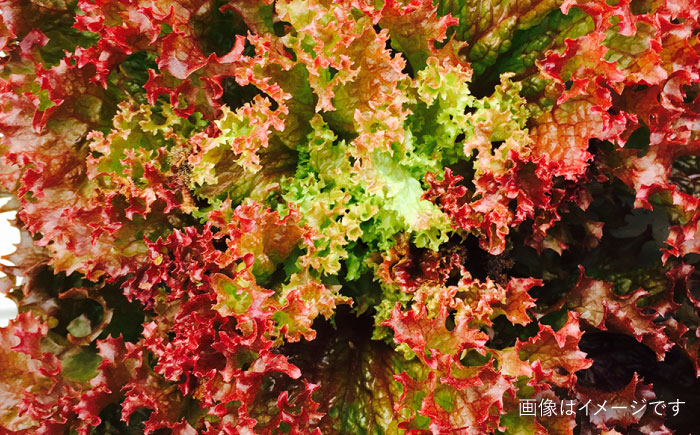 【全6回定期便】【☆畑直送☆栽培期間中農薬不使用！】お 米 2kg & 野菜 5品 の セット 糸島市 / オーガニックナガミツファーム 	[AGE037]