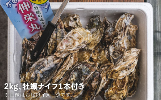 一粒牡蠣 カキ 2kg (牡蠣ナイフ付き) 糸島産 福吉 糸島市 / 伸栄丸 カキの佐々木 牡蠣 生カキ 生食用 殻付き カキ 生牡蛎 生食可 [ATH001]