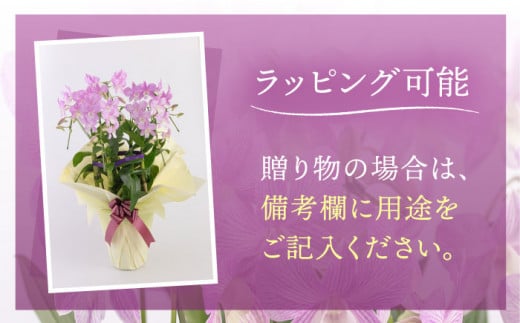 【 30セット 限定 】 デンファレ （ 洋蘭 ） 5本 立ち 糸島市 / 和饗エコファーム株式会社 蘭 洋蘭 デンファレ 花 インテリア お祝い 贈り物 [AVI003]