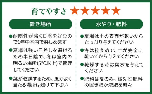 葉模様が独特で美しい 『カラテア・ランシフォリア (インシグニス)』 糸島市 / cocoha 観葉植物 グリーン 緑 インテリア [AWB037]