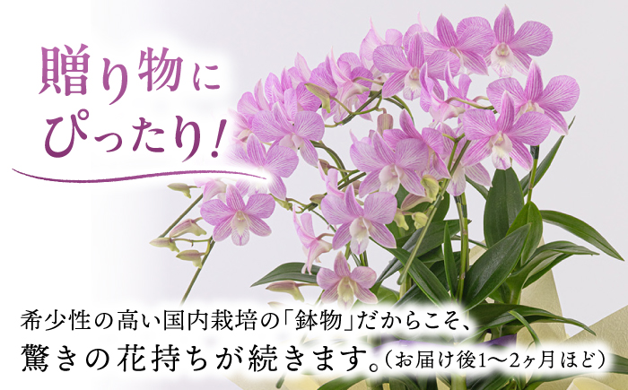 【 10セット 限定 】 デンファレ （ 洋蘭 ） 10本 立ち糸島市 / 和饗エコファーム株式会社 蘭 洋蘭 デンファレ 花 インテリア お祝い 贈り物 [AVI001]