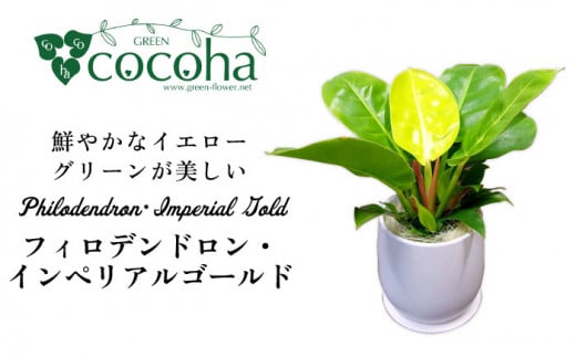 鮮やかなイエローグリーンが美しい『 フィロデンドロン ・ インペリアル ゴールド 』 糸島市  / cocoha 観葉植物 [AWB031]