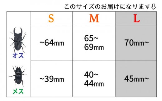 オオクワガタ ペア (Lサイズ)　糸島市 / 糸島クワガタの森 昆虫 ペット [AUN004]