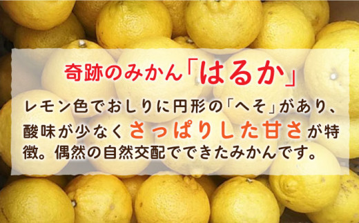 【 限定 25セット ！ 】 はるか みかん アイス クリーム 8個 セット 糸島市 / あいしん食品株式会社 [AGI001]