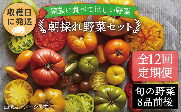 【全12回定期便】【福岡県糸島産】朝採れ 野菜 セット (8品前後) 《糸島》【オーガニックナガミツファーム】	[AGE012]
