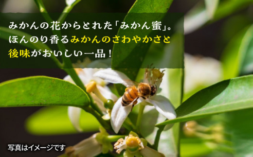 【全6回定期便】 福岡 糸島産 生はちみつ (みかん蜜 450g) 糸島市 / 糸島二丈サクランボ農園 [AKJ006]