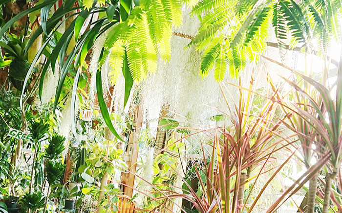 マイナスイオン発生 サンセベリア・ローレンチー大 スリムポットL 糸島市 / cocoha 観葉植物 グリーン 緑 インテリア [AWB040] 観葉植物 緑 グリーン 暮らし インテリア 植物 鉢 おしゃれ 室内 ギフト