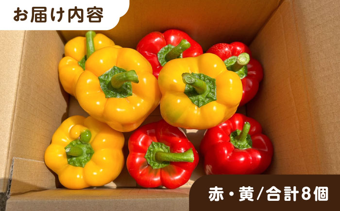 糸島産 肉厚 パプリカ 8個 福岡県  糸島市 / シーブ [AHC031] 野菜 ピーマン 野菜 やさい パプリカ ピーマン 肉厚 生 ピクルス マリネ 肉詰め