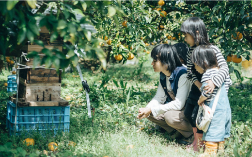 【全6回定期便】わかまつ 果樹園 の 日本 蜜蜂 の はちみつ 2コ セット 100％ PURE RAW 糸島市 / わかまつ農園 [AHB036]