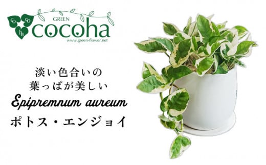 もっとも美しいポトスの進化型『 ポトス ・ エンジョイ 』 糸島市  / cocoha 観葉植物 [AWB028]