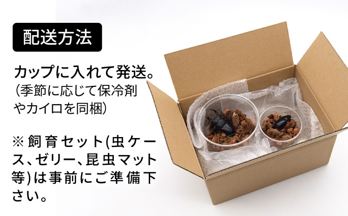 オオクワガタ ペア (Sサイズ)　糸島市 / 糸島クワガタの森 昆虫 ペット [AUN002] クワガタ オオクワガタ  クワガタムシ 昆虫 ペット 虫 生体 国産 ペア 成虫