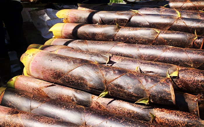 純国産糸島めんま 5個詰め合わせ 糸島市 / 株式会社タケマン メンマ めんま ラーメン [AAQ001] めんま メンマ 国産 ラーメン おつまみ おかず 筍 高級 漬物 お酒